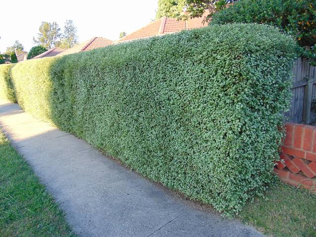 Pittosporum Tenuifolium 'Silver Sheen' (Silver Sheen Pittosporum)