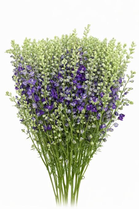 Delphinium consolida 'Eva Deep Blue' (Eva Deep Blue Larkspur)