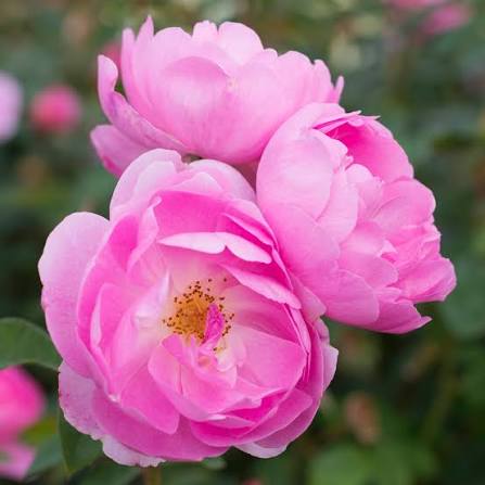 Rosa 'Skylark' (Skylark English Rose)