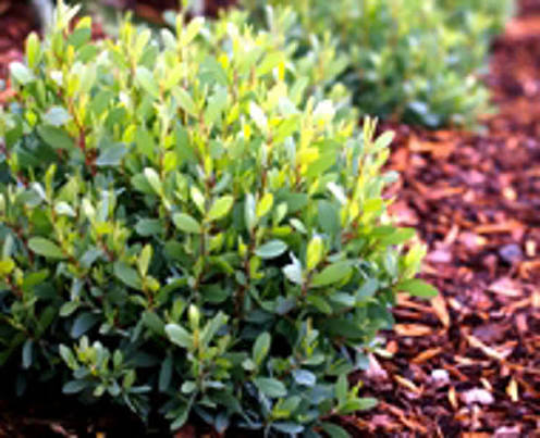 Leptospermum Laevigatum 'Fore Shore' (Fore Shore Coastal Tea Tree)