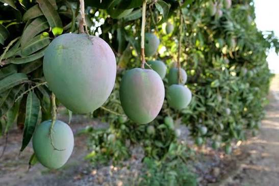 Mangifera indica (Seed-Grown Bowen Mango)