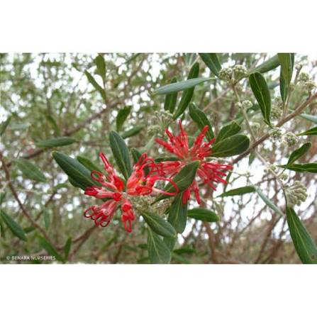 Grevillea olivacea ‘Red’ (Red Wide Leaf Olive Grevillea)