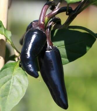 Capsicum Annuum (Hungarian Black Chilli)