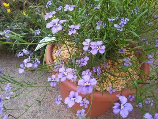 Dampiera trigona ‘Pink’ (Pink Dampiera)
