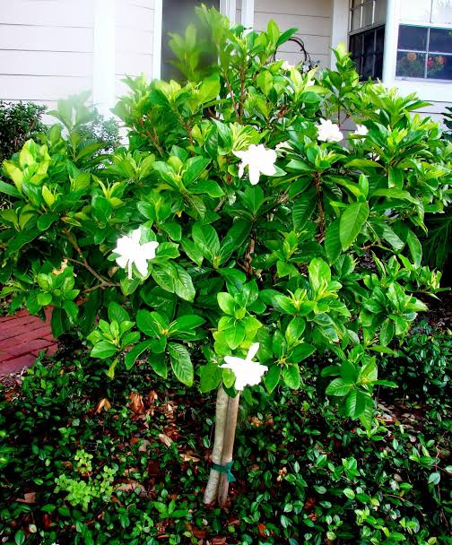 Gardenia Augusta 'Magnifica' (Magnifica Gardenia Standard)