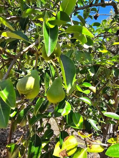 Pyrus Communis 'Packham's Triumph' (Packham's Triumph Pear)