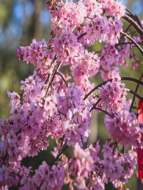 Prunus × yedoensis × incisa 'NCPH1' (Pink Cascade® Flowering Cherry)
