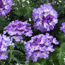 Verbena × hortensis ‘Vanessa™ Purple’ (Vanessa Purple Verbena)
