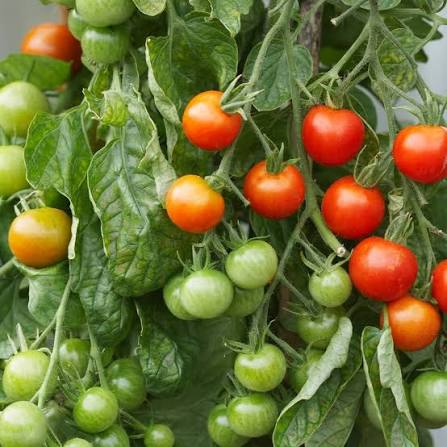 Solanum Lycopersicum 'Sugar Lump' (Sugar Lump Tomato)