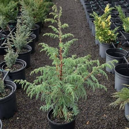 Cupressus cashmeriana 'Silver Shadow' (Silver Shadow Kashmir Cypress)