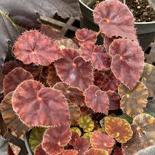 Begonia ‘Copper Sunset’ (Copper Sunset Begonia)