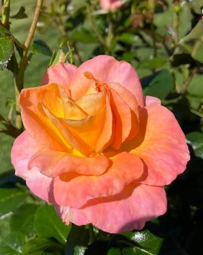 Rosa 'Daybreak' (Daybreak Grandiflora Rose)