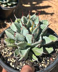 Agave Potatorum 'Silver Triangle' (Silver Triangle Agave)