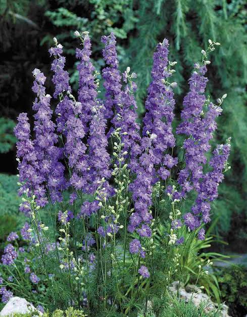 Delphinium consolida 'Eva Deep Blue' (Eva Deep Blue Larkspur)