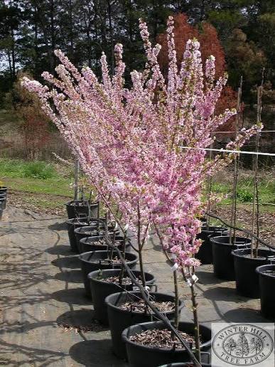 Prunus cerasifera 'Elvins' (Elvins Flowering Plum)