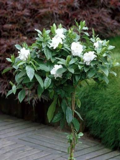 Gardenia Augusta 'Magnifica' (Magnifica Gardenia Standard)