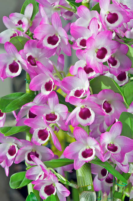 Dendrobium Soft Cane (Soft Cane Dendrobium)