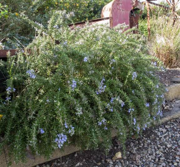 Rosmarinus Officinalis 'Irene' (Irene Rosemary)