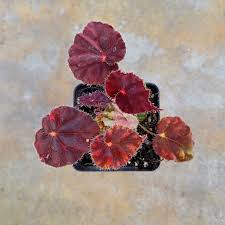 Begonia ‘Copper Sunset’ (Copper Sunset Begonia)