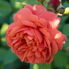 Rosa 'Summer Song' (Summer Song English Rose)