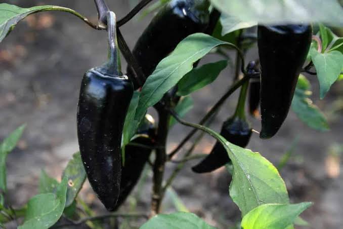 Capsicum Annuum (Hungarian Black Chilli)