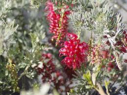 Grevillea ‘Seaview’ (Seaview Grevillea)