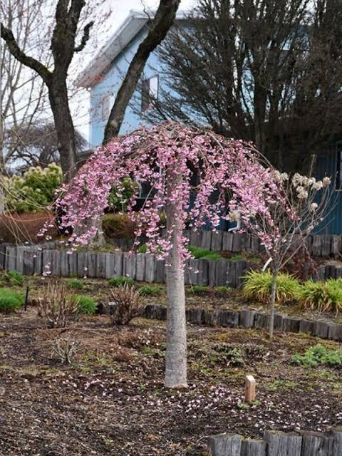 Prunus × yedoensis × incisa 'NCPH1' (Pink Cascade® Flowering Cherry)