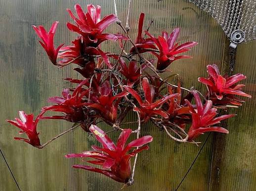 Neoregelia 'Fireball' (Fireball Bromeliad) – Hanging Basket
