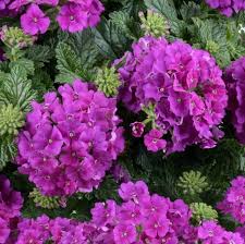 Verbena × hortensis ‘Vanessa™ Purple’ (Vanessa Purple Verbena)