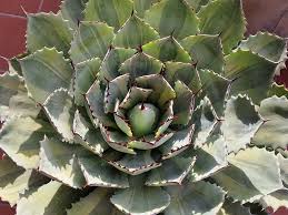 Agave Potatorum 'Silver Triangle' (Silver Triangle Agave)