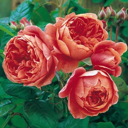 Rosa 'Summer Song' (Summer Song English Rose)