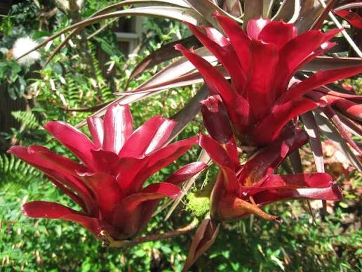 Neoregelia 'Fireball' (Fireball Bromeliad) – Hanging Basket