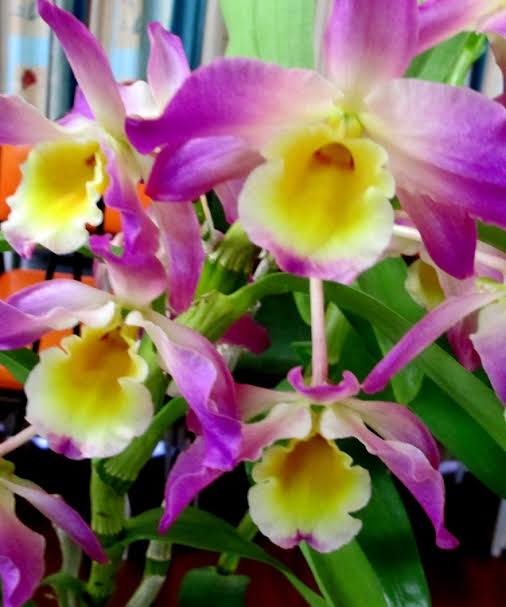 Dendrobium Soft Cane (Soft Cane Dendrobium)