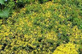 Sedum Selskianum 'Goldilocks' (Goldilocks Stonecrop)