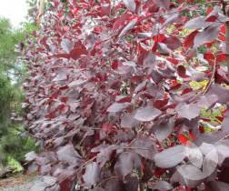 Prunus virginiana 'Purple Jewel' (Purple Jewel Flowering Plum)