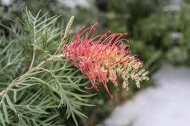 Grevillea ‘Seaview’ (Seaview Grevillea)