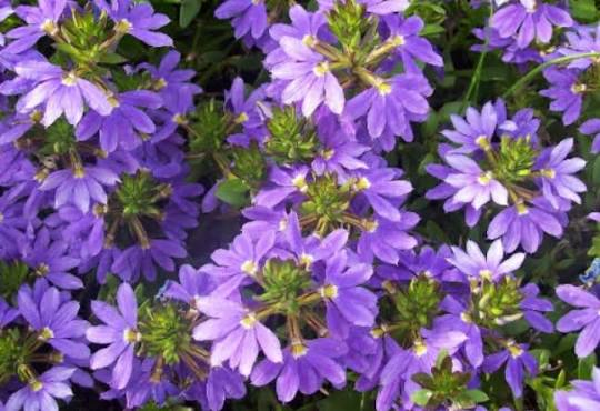 Scaevola Aemula 'Mauve Clusters' (Mauve Clusters Fan Flower)