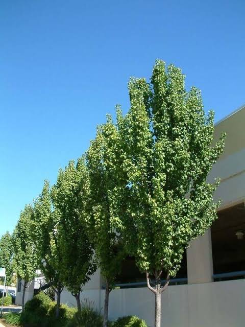Pyrus calleryana 'Winter Glow' (Winter Glow Ornamental Pear)