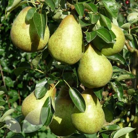 Pyrus Communis 'Williams Bon Chretien' (Williams Bon Chretien Pear)