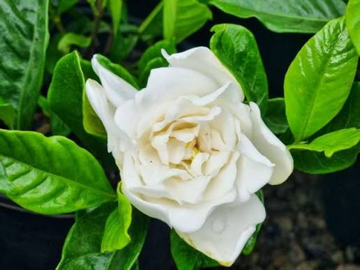 Gardenia Augusta 'Magnifica' (Magnifica Gardenia Standard)