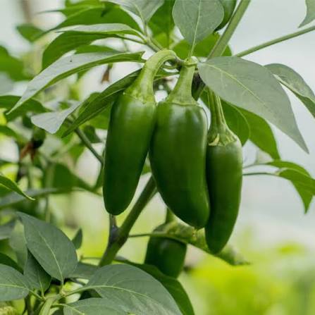 Capsicum Annuum (Jalapeno Chilli)