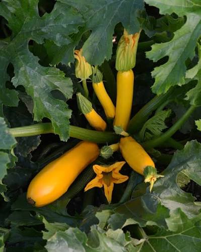 Cucurbita Pepo (Green Gold Zucchini)
