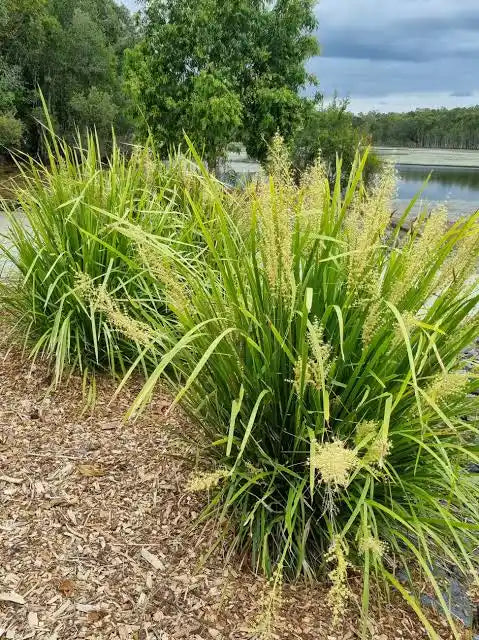 Lomandra longifolia (Spiny-Headed Mat Rush)