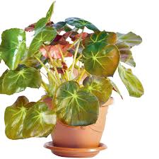 Begonia Erythrophylla (Beefsteak Begonia)
