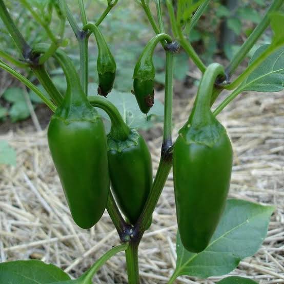 Capsicum Annuum (Jalapeno Chilli)