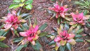 Neoregelia Spp. (Assorted Bromeliads)