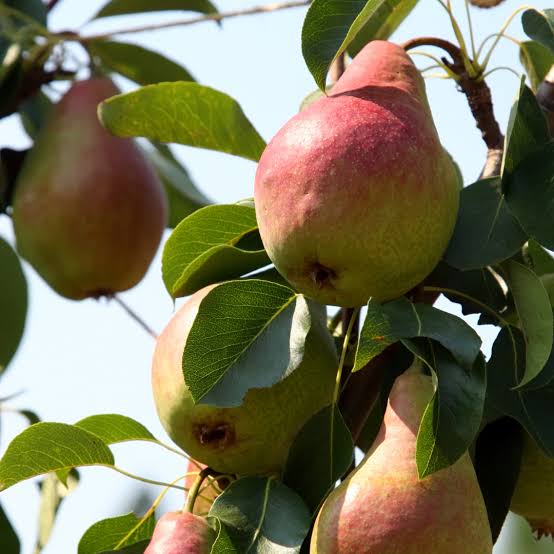 Pyrus Communis 'Red Princess' (Dwarf Red Princess Pear)