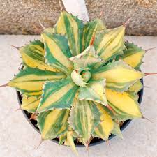 Agave Potatorum 'Silver Triangle' (Silver Triangle Agave)