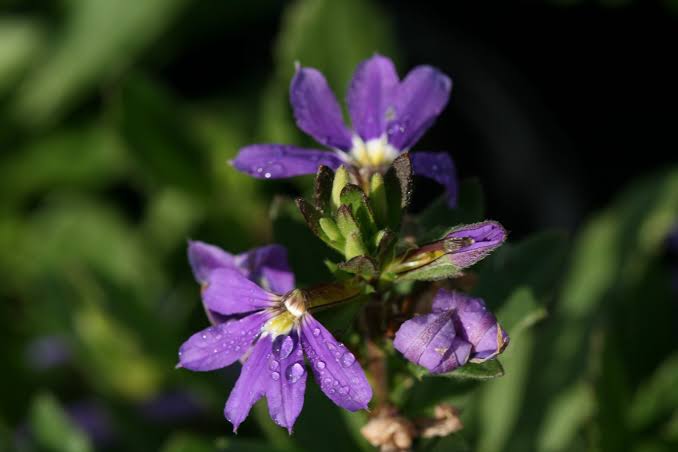 Scaevola Aemula 'Mauve Clusters' (Mauve Clusters Fan Flower)