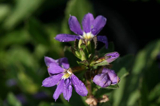 Scaevola Aemula 'Mauve Clusters' (Mauve Clusters Fan Flower)